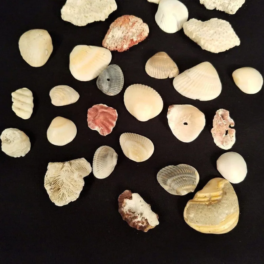 Small Corals & Seashells Arts Crafts Jewelry #8
